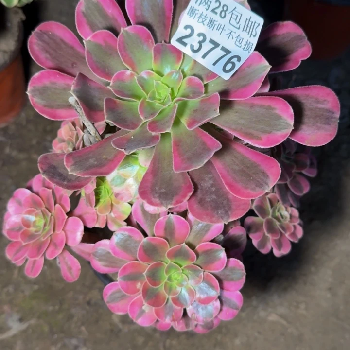 23776美杜莎多肉植物