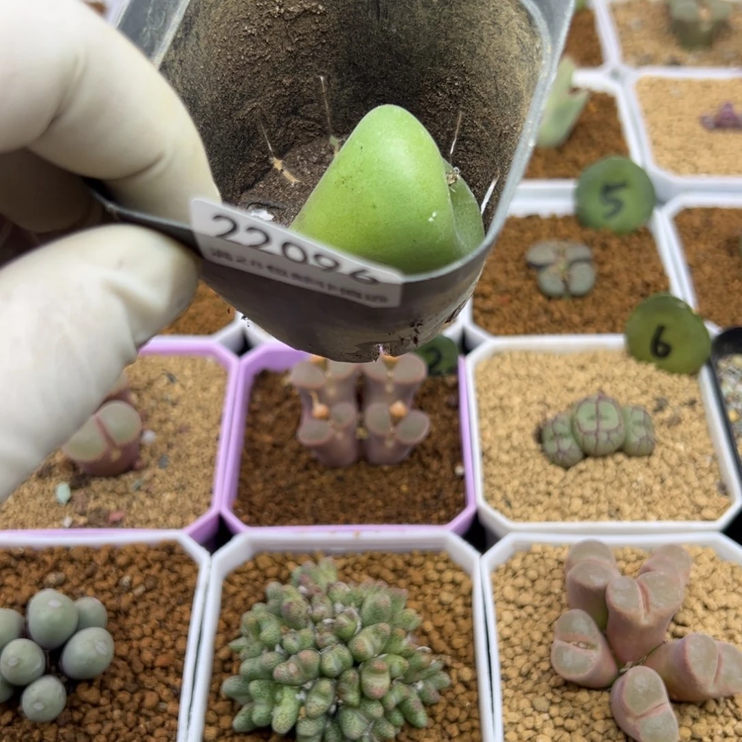 你****～哈哈哈哈哈22098