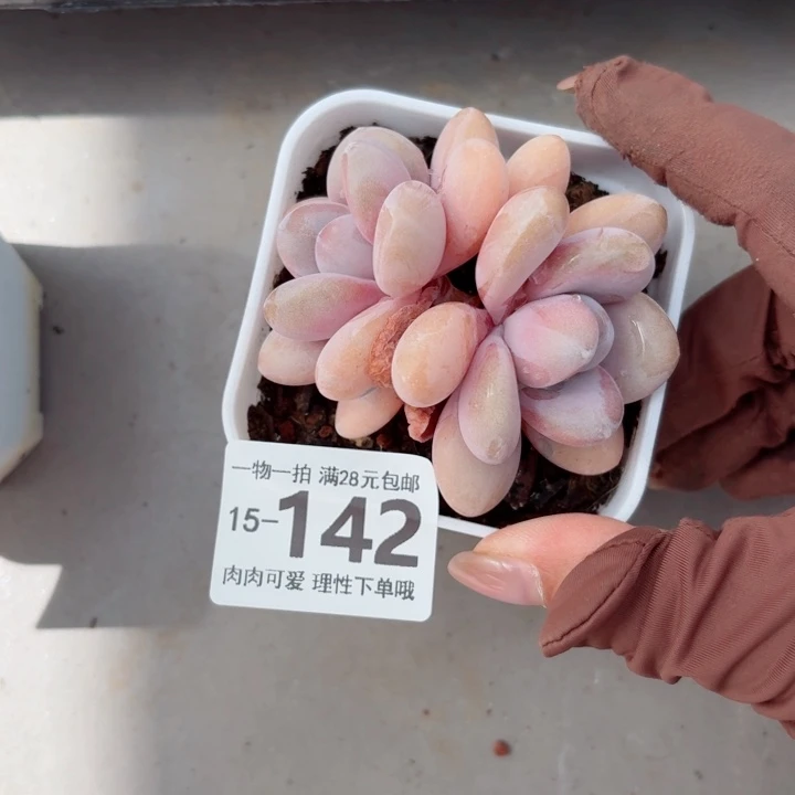粉兔无盆土发货多肉多