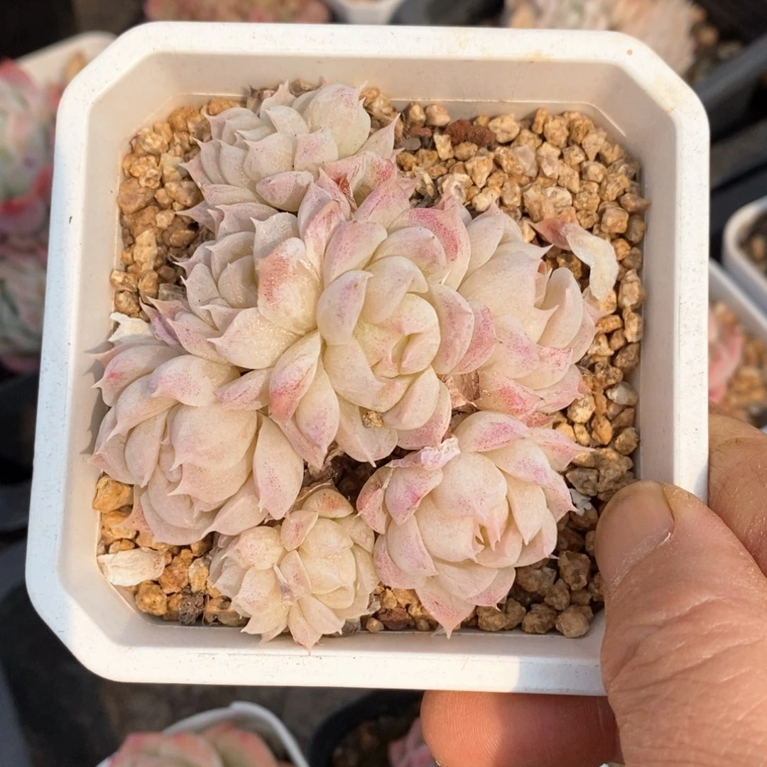 精品多肉一物一拍不包整76