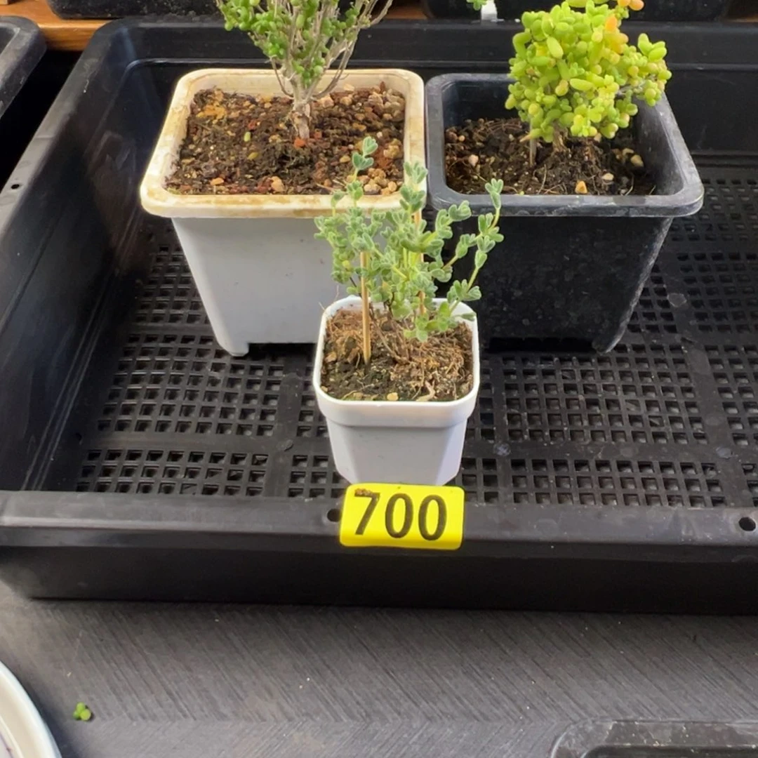 枝干番杏多肉植物700