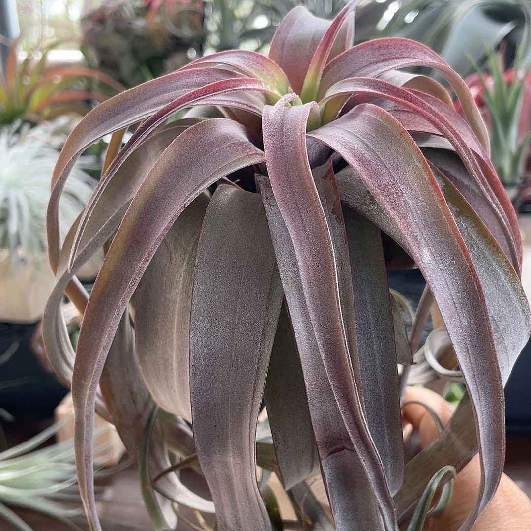 江***昕卡橙卷4号空气凤梨