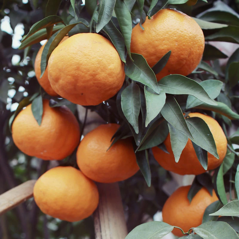 春见粑粑柑5斤左右纯甜口口爆汁