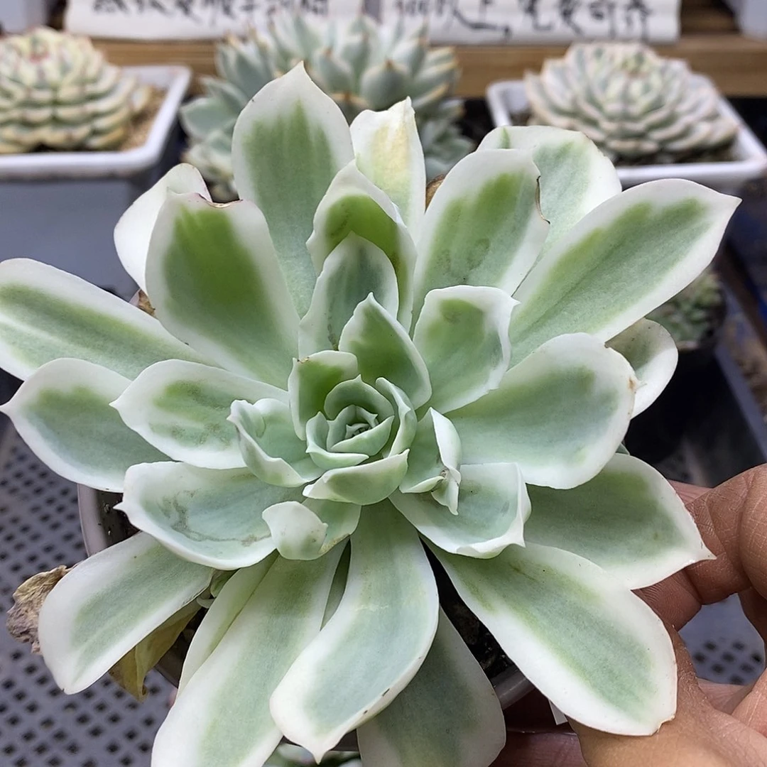 2690 柠檬玫瑰锦