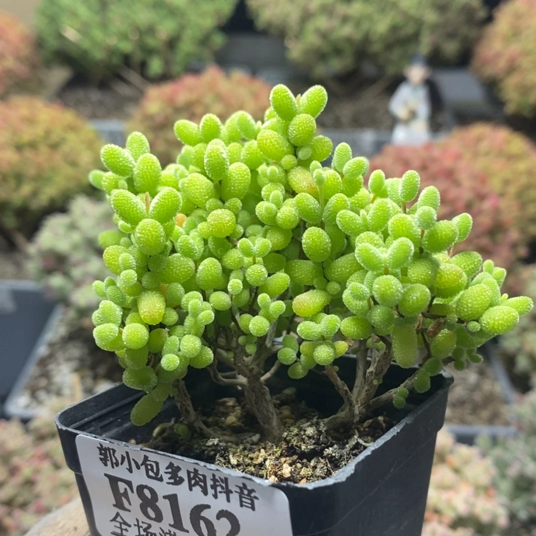 E****t金橘糖球8162枝干番杏