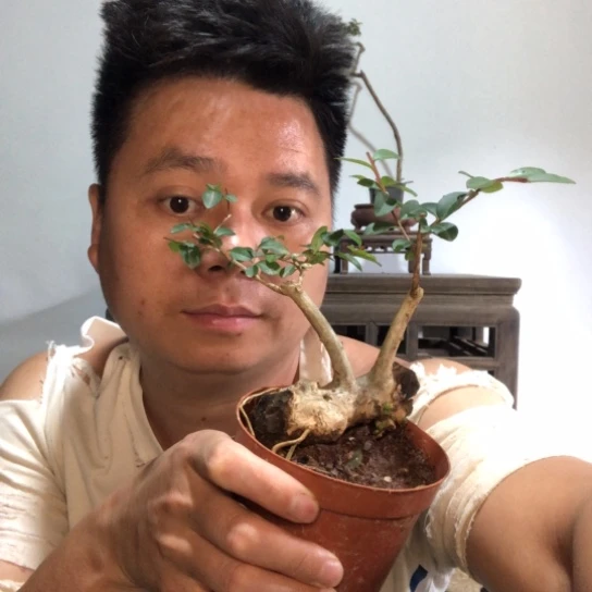 无花朵盆景素材盆栽植物