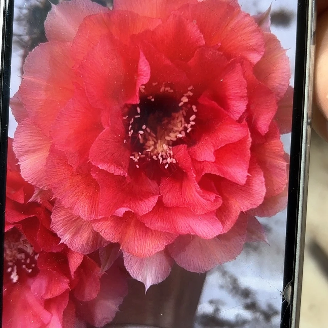 彩草1-8号7公分左右