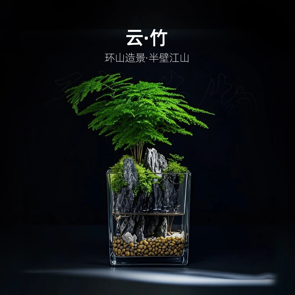 【逍遥】云-竹—云竹绿植造景成品真植物【尺寸：8*8】