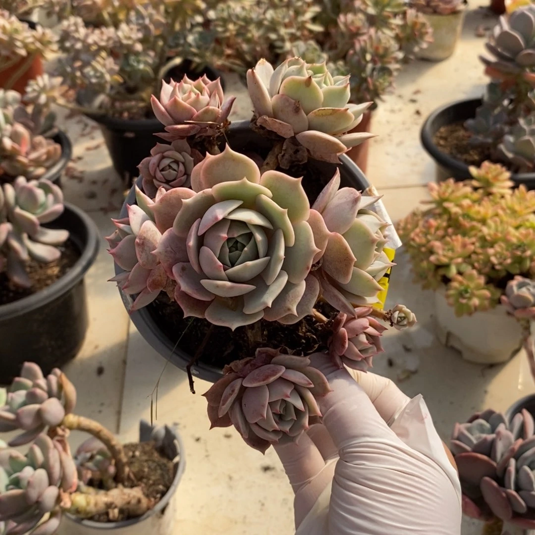 姜***️434粉蝶多头一物一拍