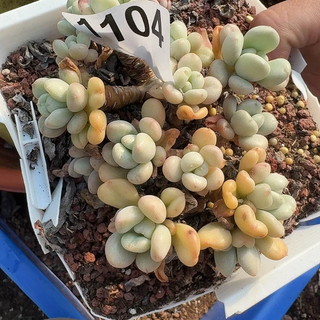 猫**蛋313316161166131313131