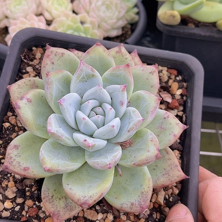 祖母绿27182多肉植物