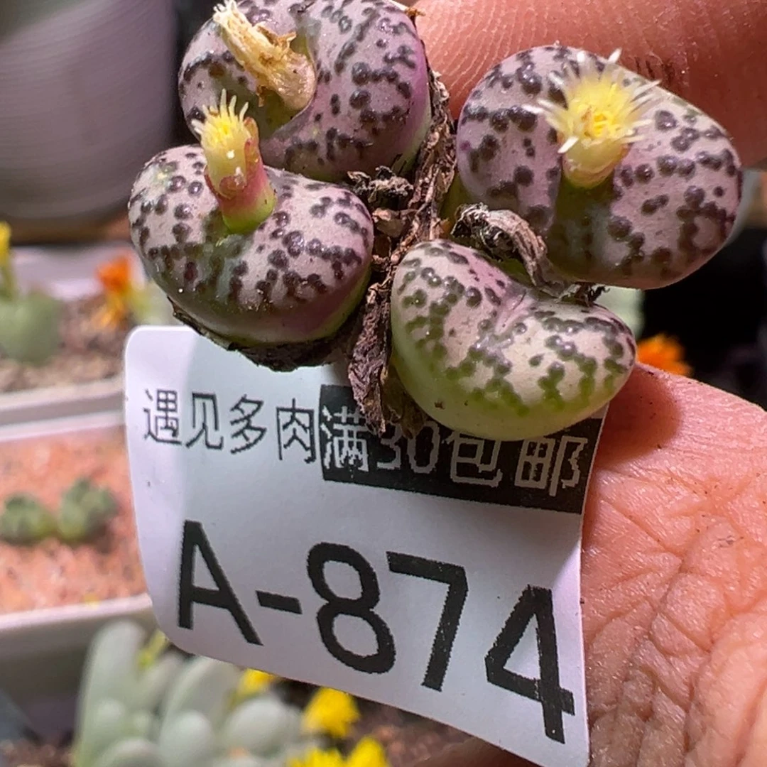 多肉植物11111111111111