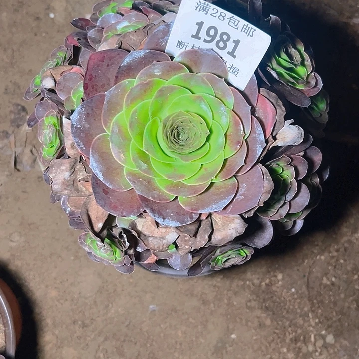 1981魅金玫瑰多肉植物