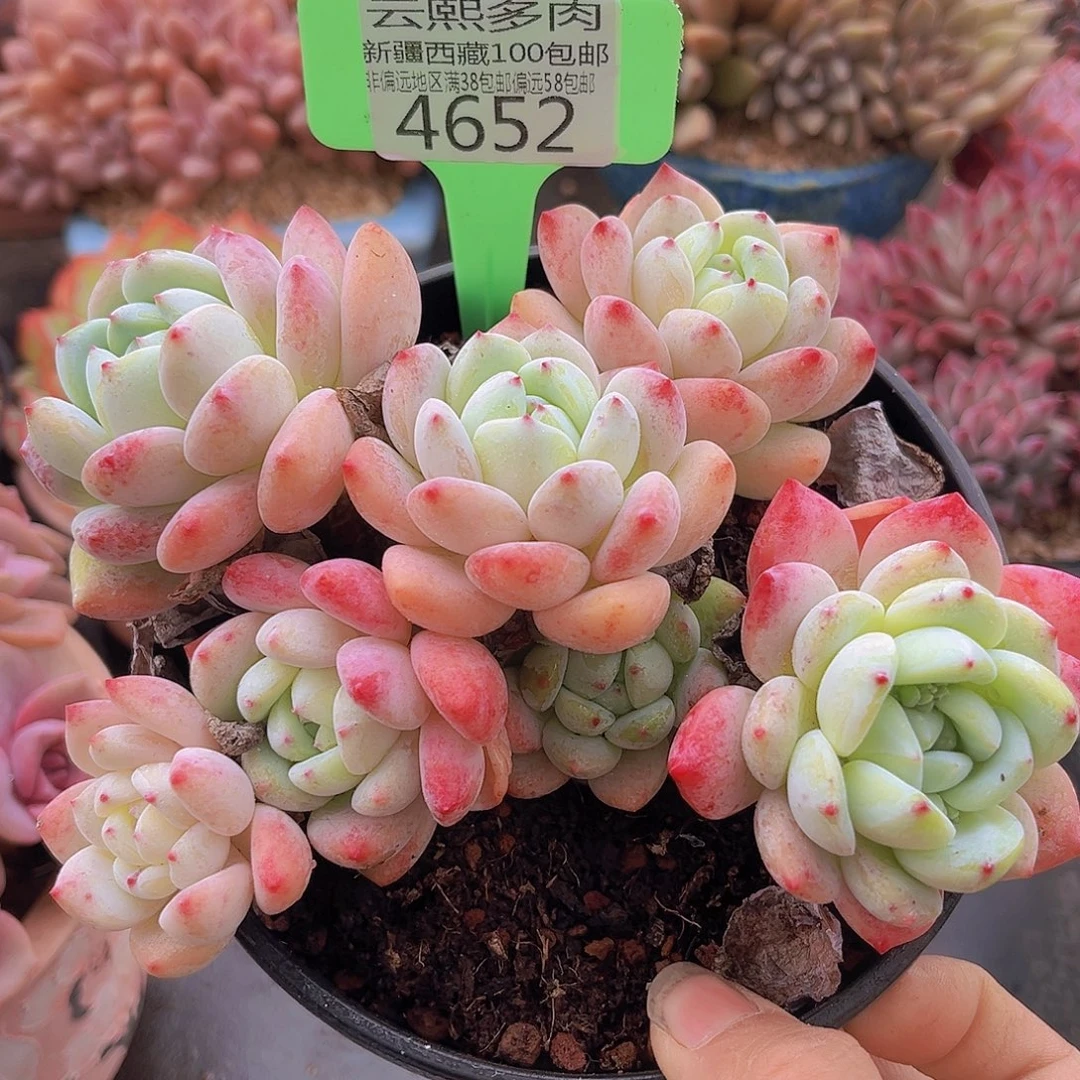 4652望舒多肉植物