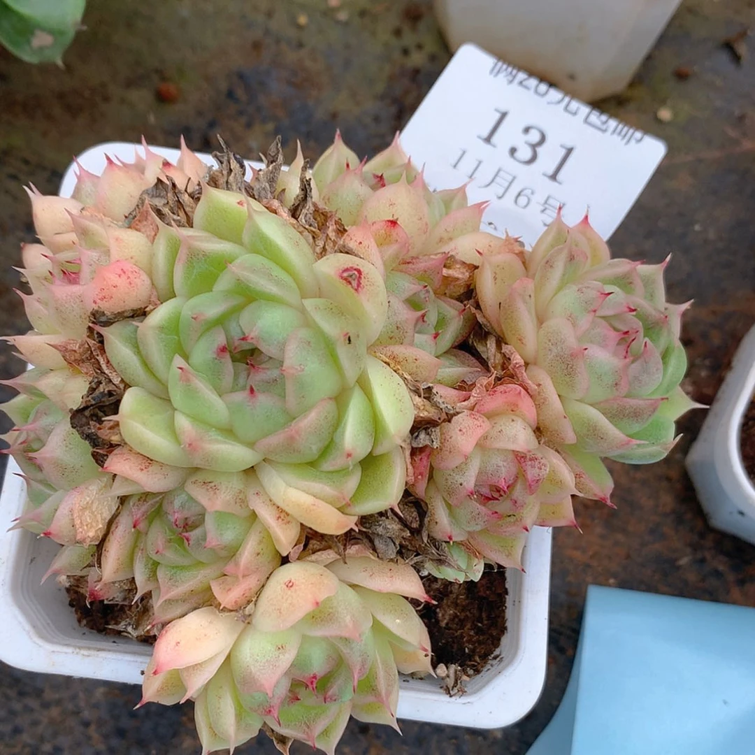 【闪购商品】云131号