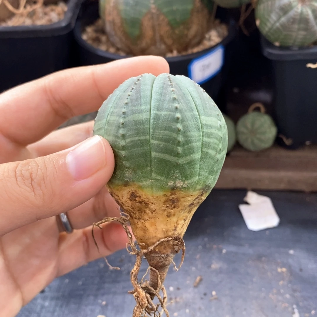 欧系实生布纹球 一物一拍