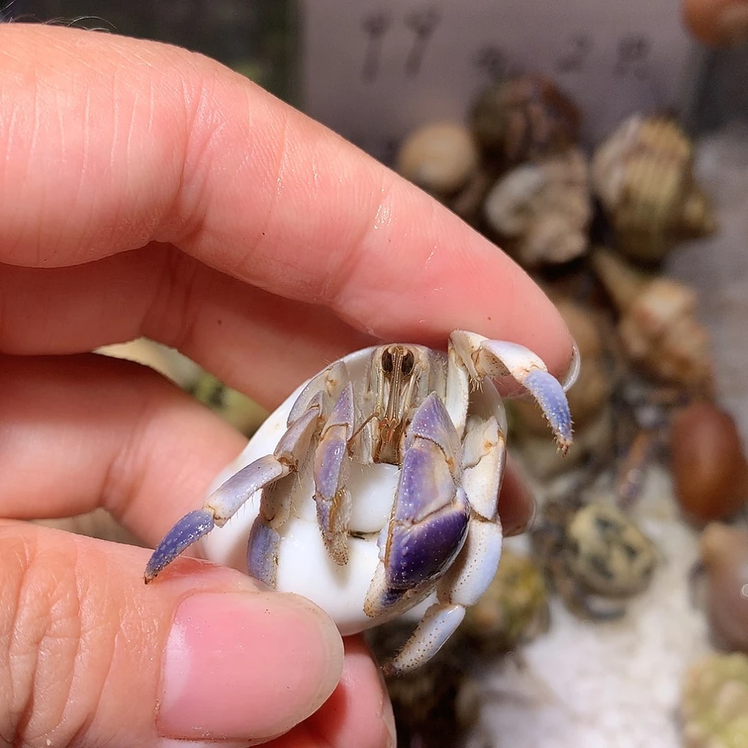 1.8口径奔跑的寄居蟹25