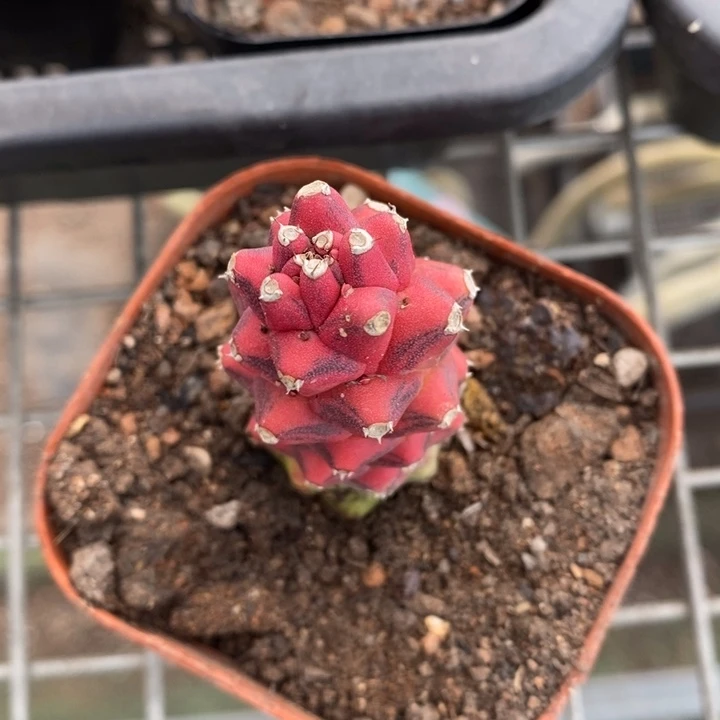 伯克利和格蕾特的故事也