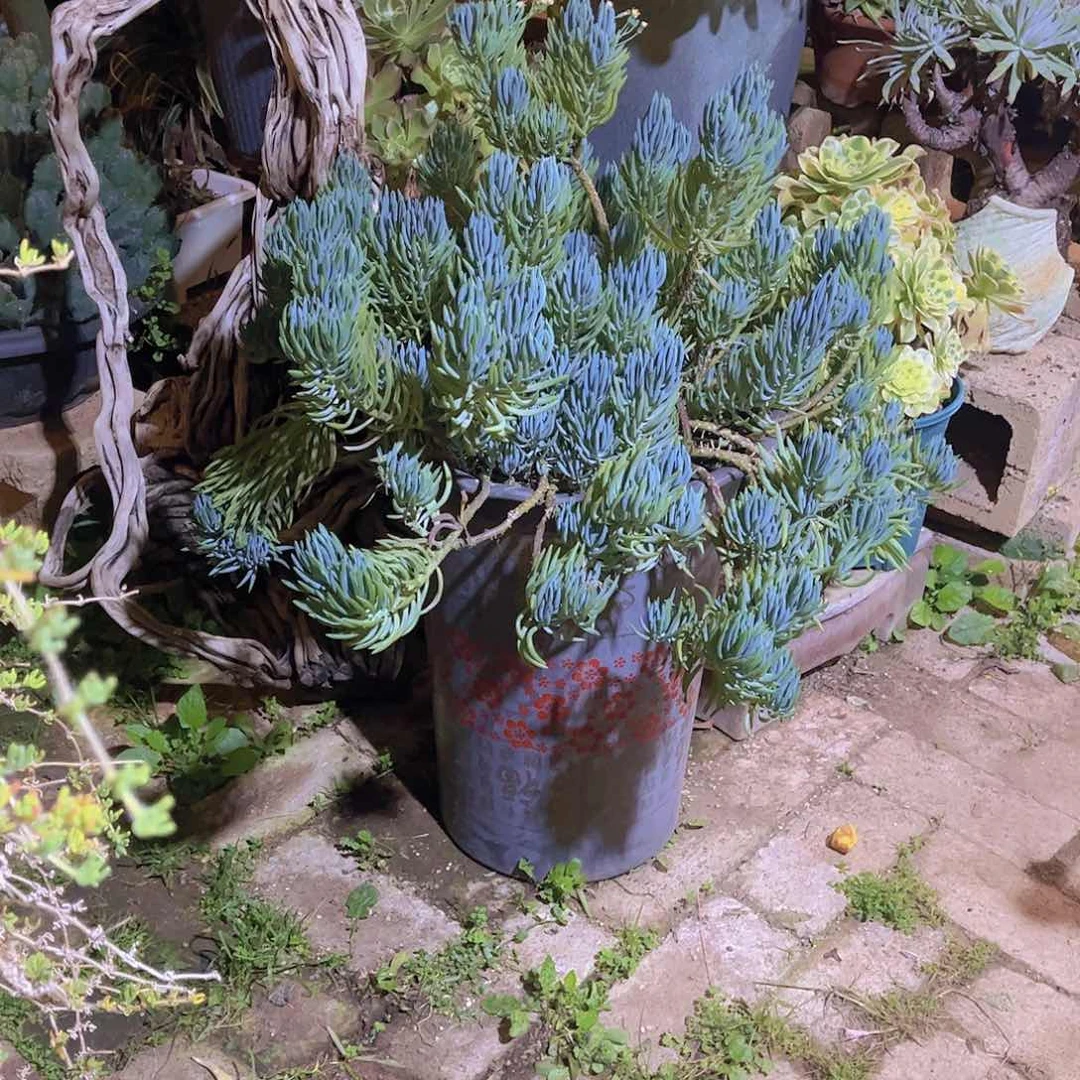 牛****园多肉植物保护研究所