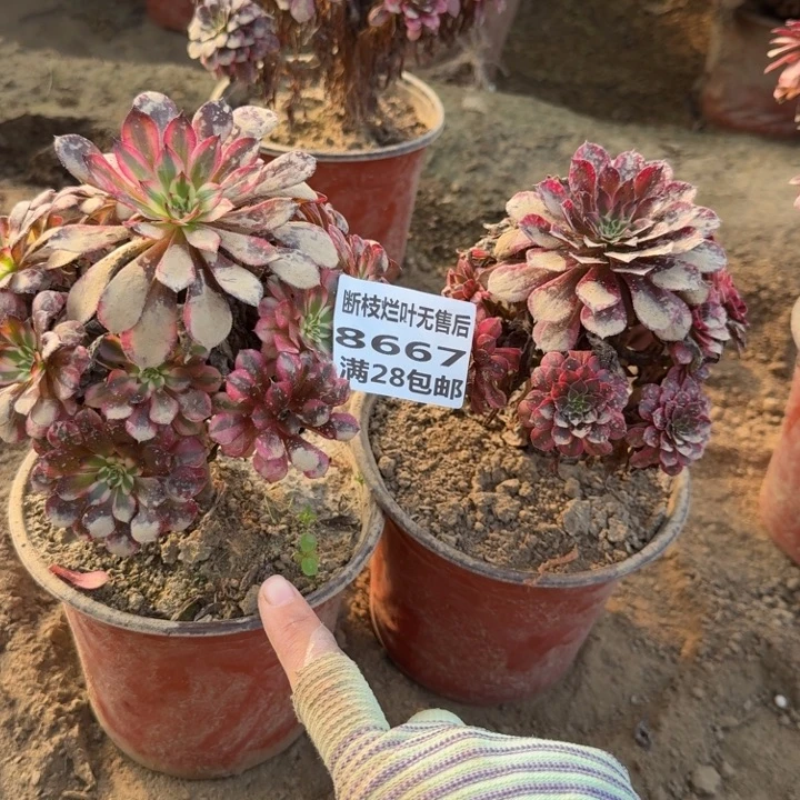 8667二号棚两个月亮女神A