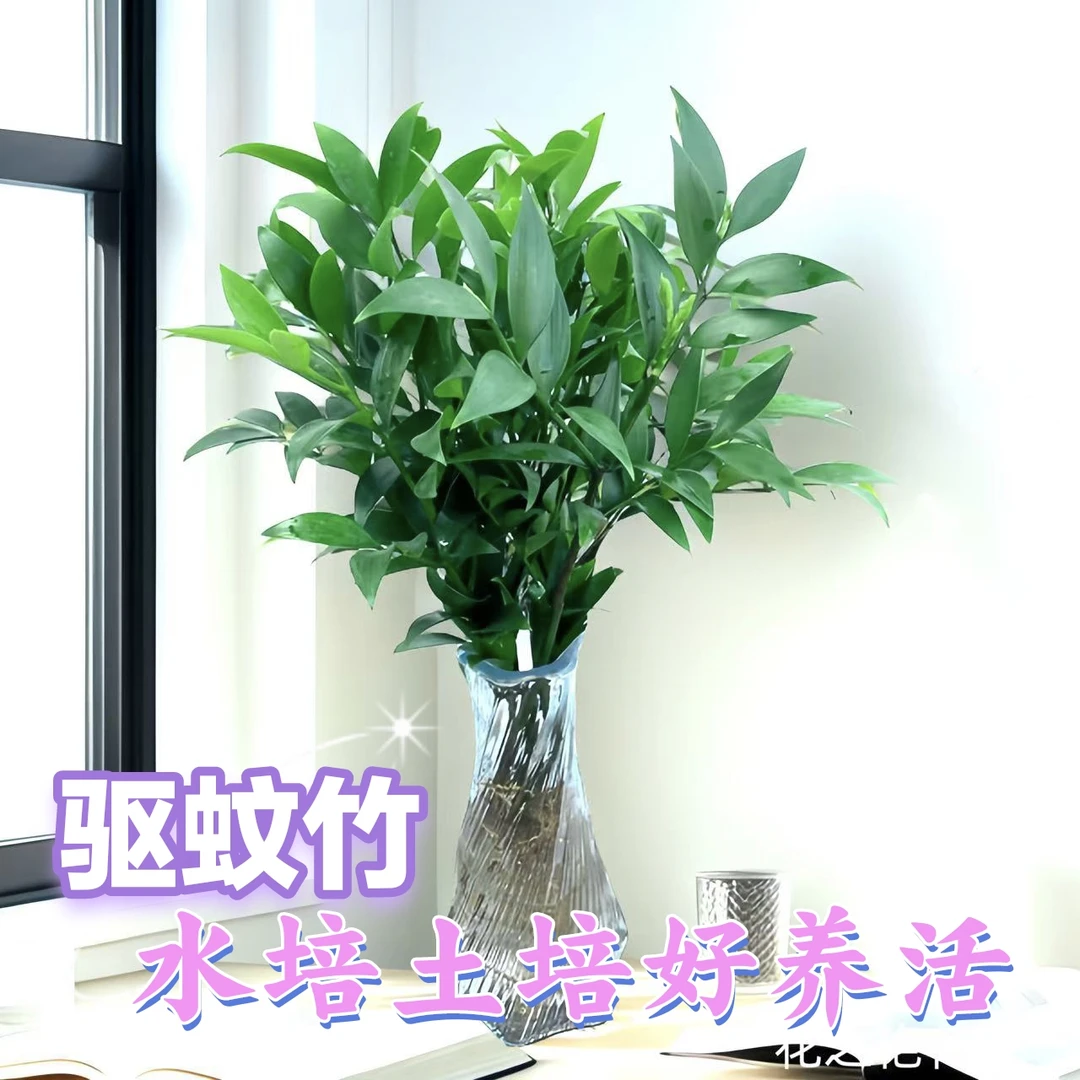 竹柏驱蚊水培土培室内绿植花卉盆栽好养活可净化空气