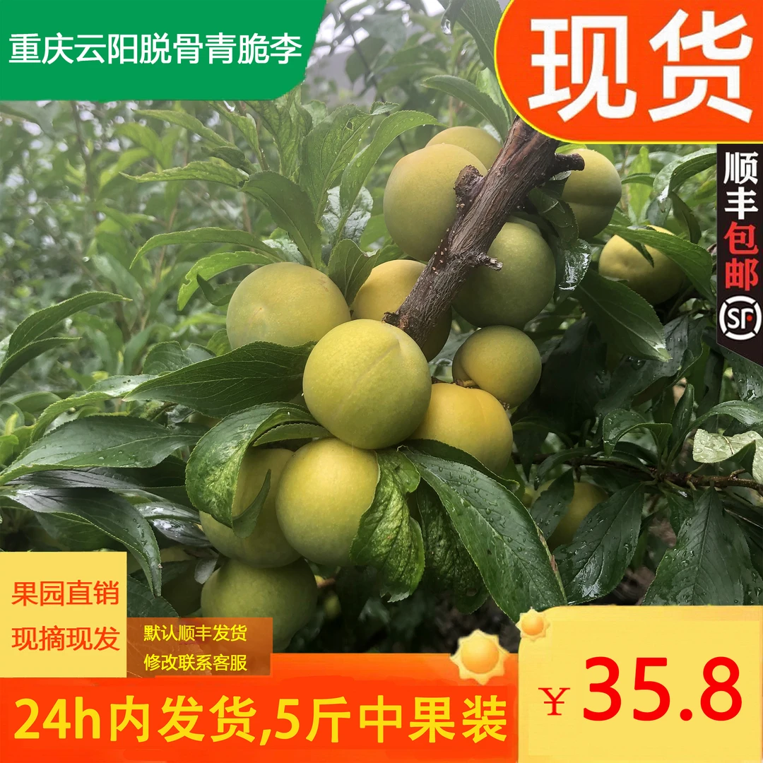 重庆云阳应季新鲜现摘现发脱骨李子青脆李子顺丰包邮非巫山脆李