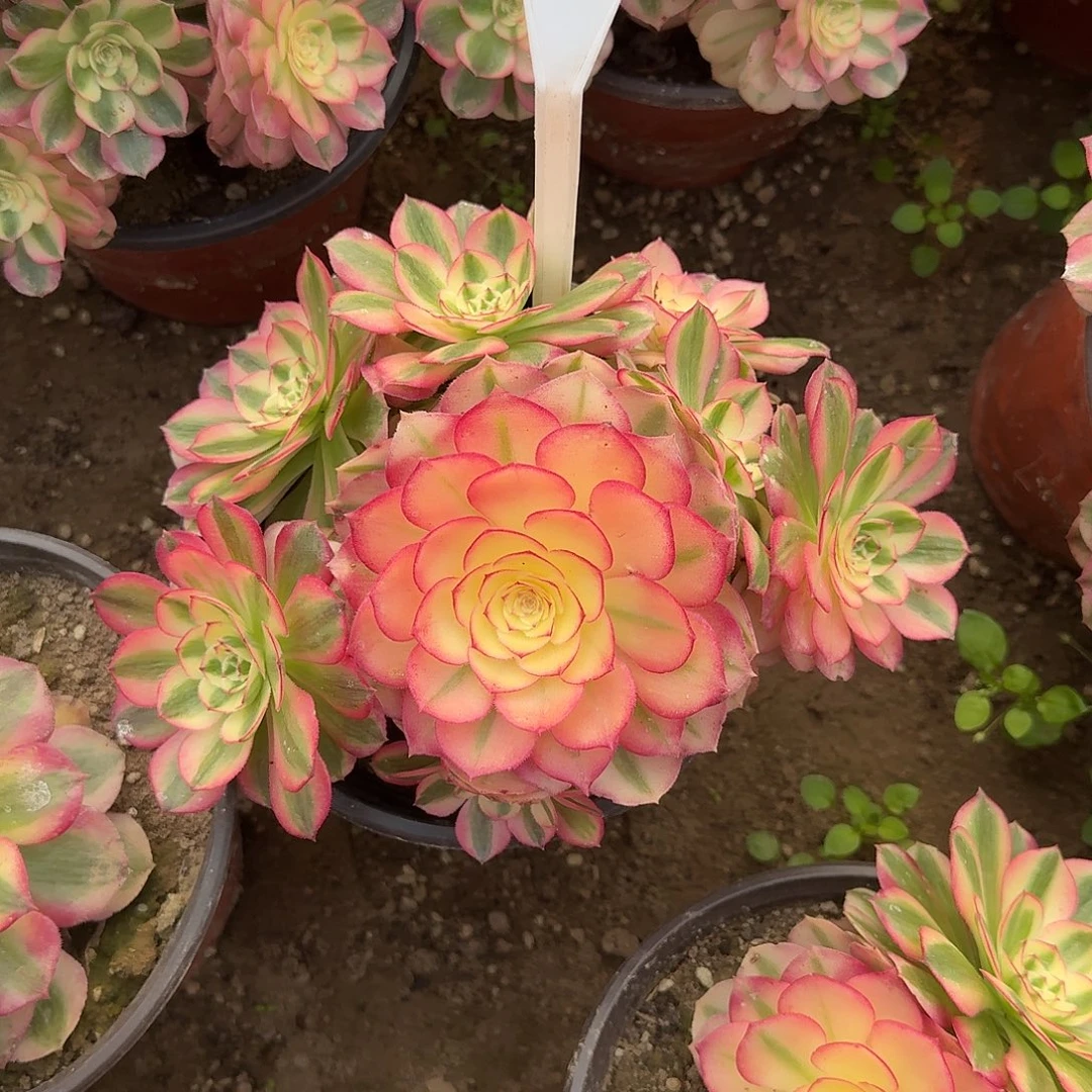 4199倾城多肉法师多肉