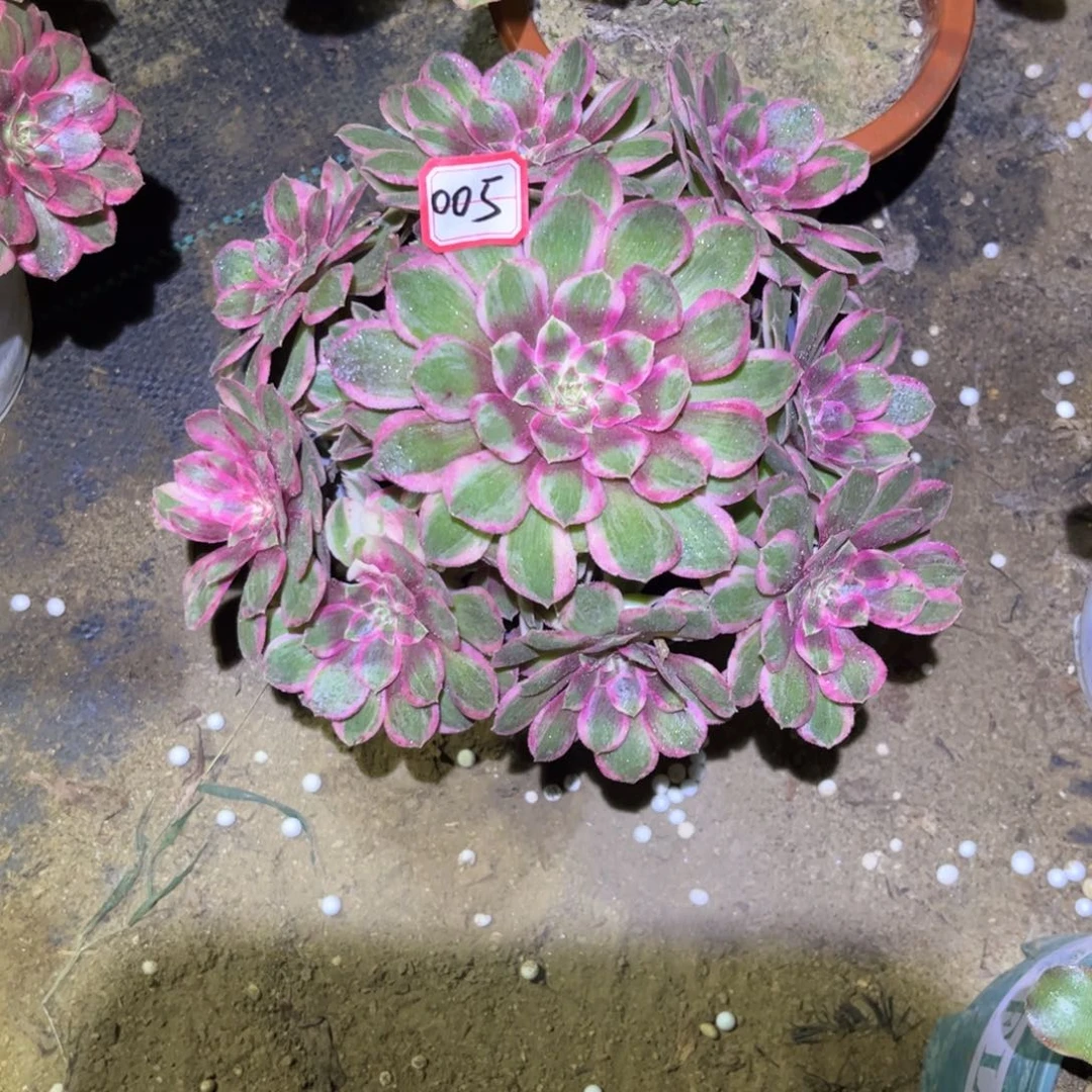 005多肉植物孔雀翎有个断枝