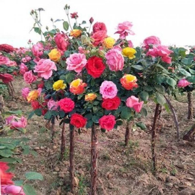 树状月季庭院花卉阳台盆栽树形树桩嫁接玫瑰花苗大花浓香四季开花