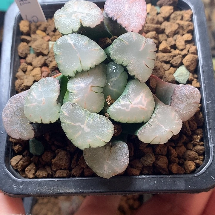刘**儿天照一物一拍带盆