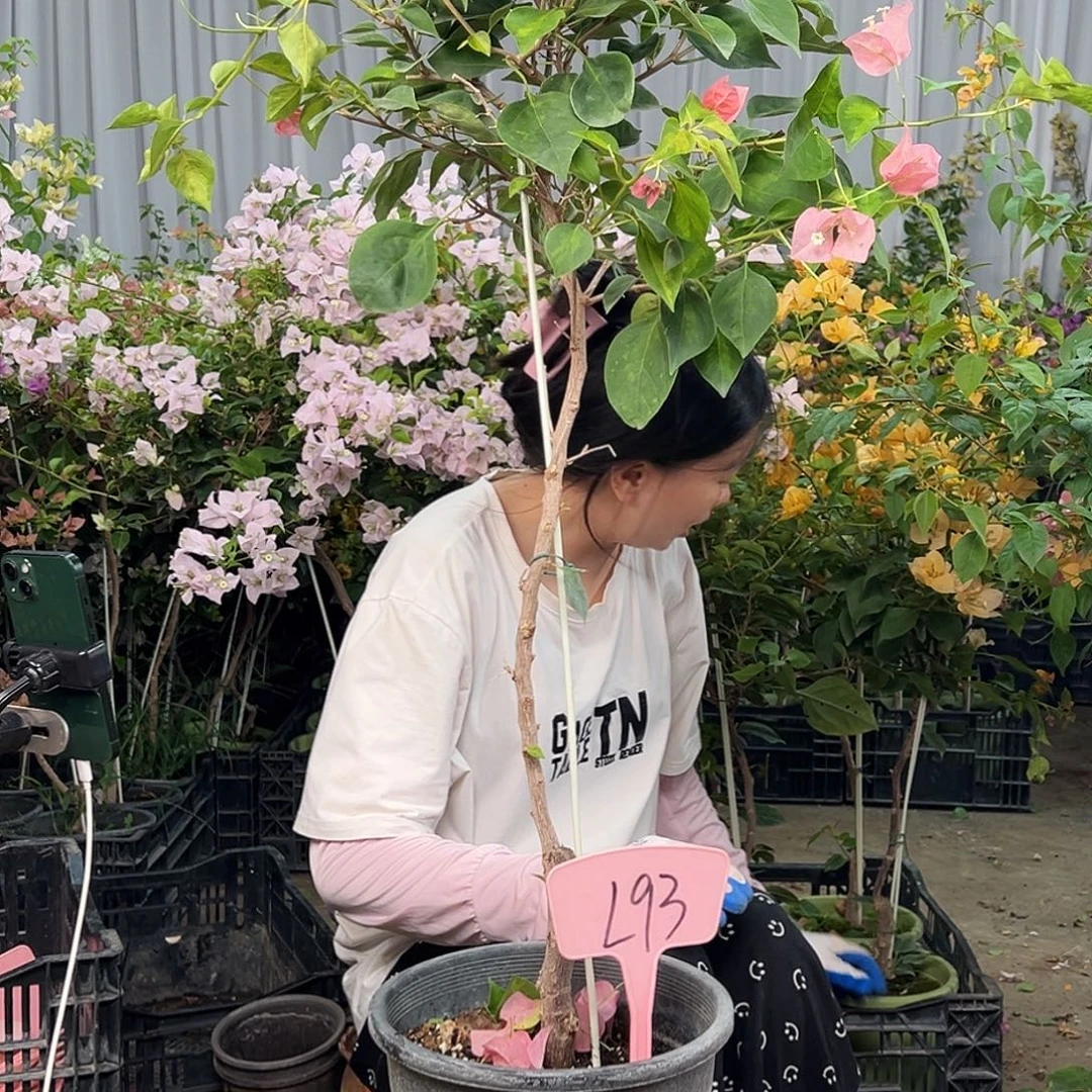 小***柔大部分花苞少量开放L93日落