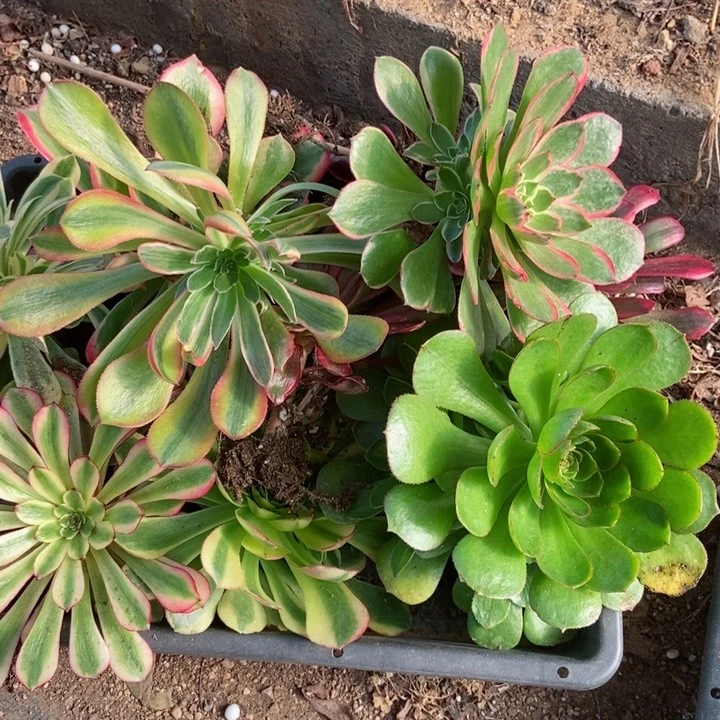 随***，组合多肉植物提取