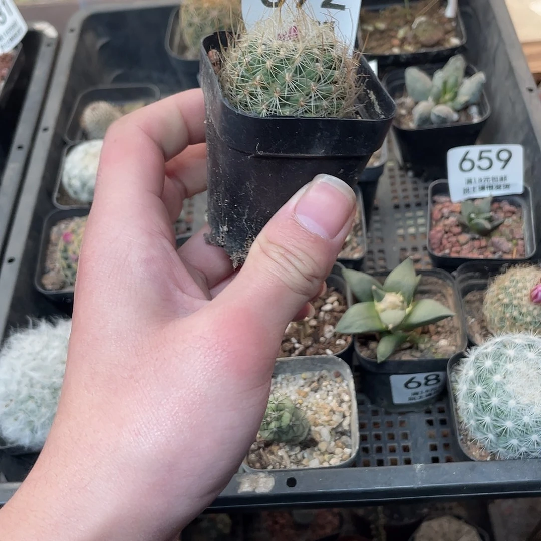 692白虎（满18包邮）