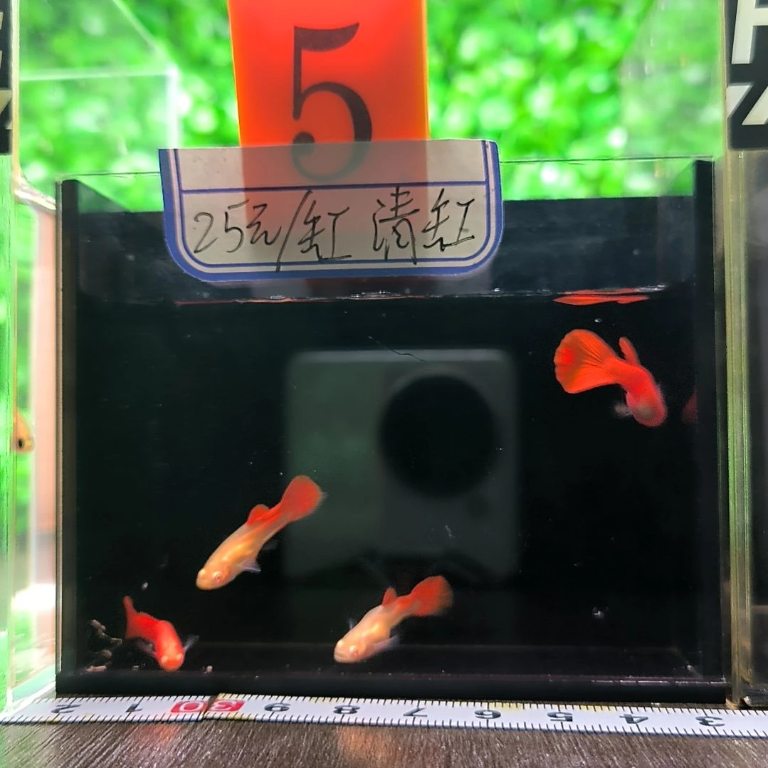 海水鱼精品孔雀鱼血红搭配两公两母。