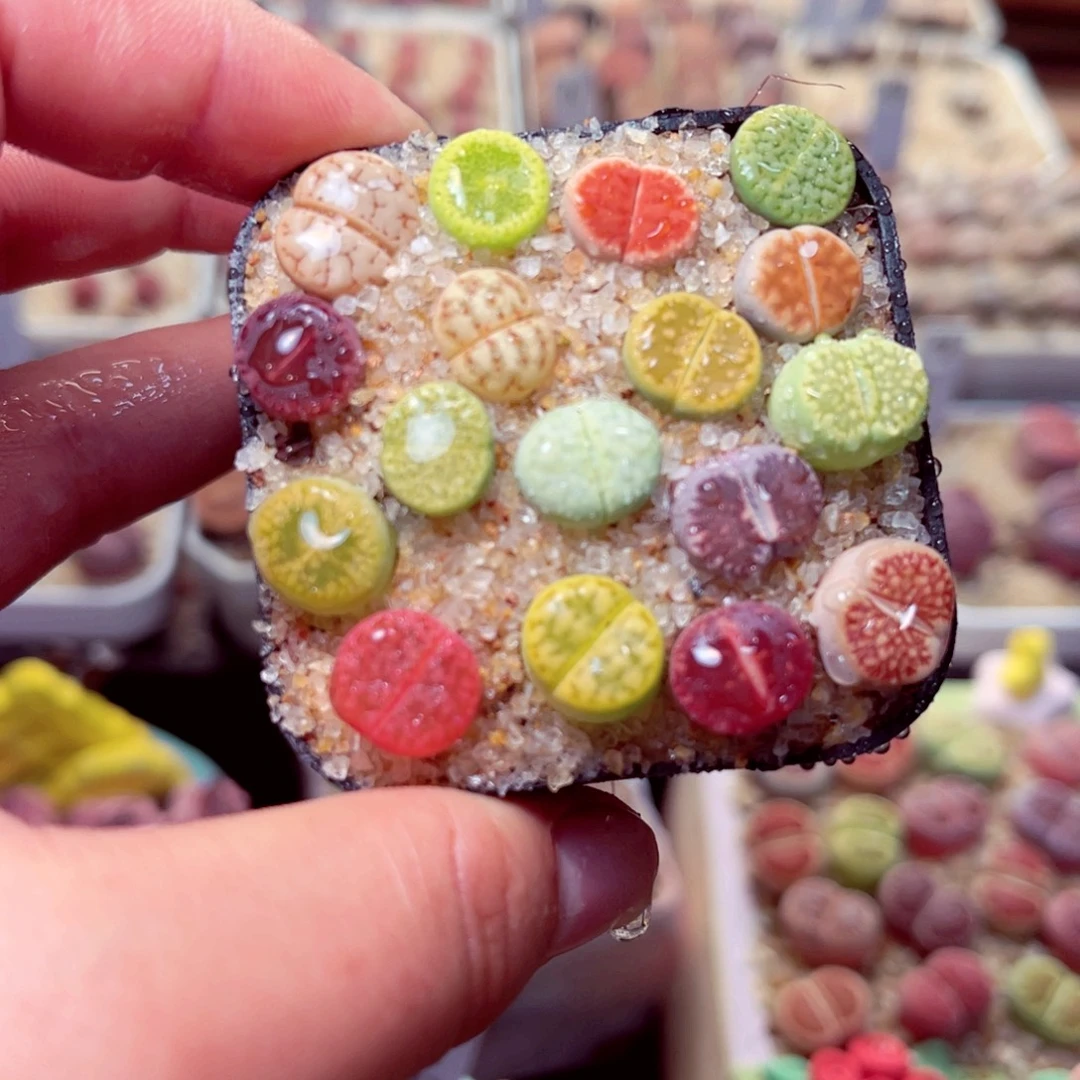 300号带盆包邮出哦