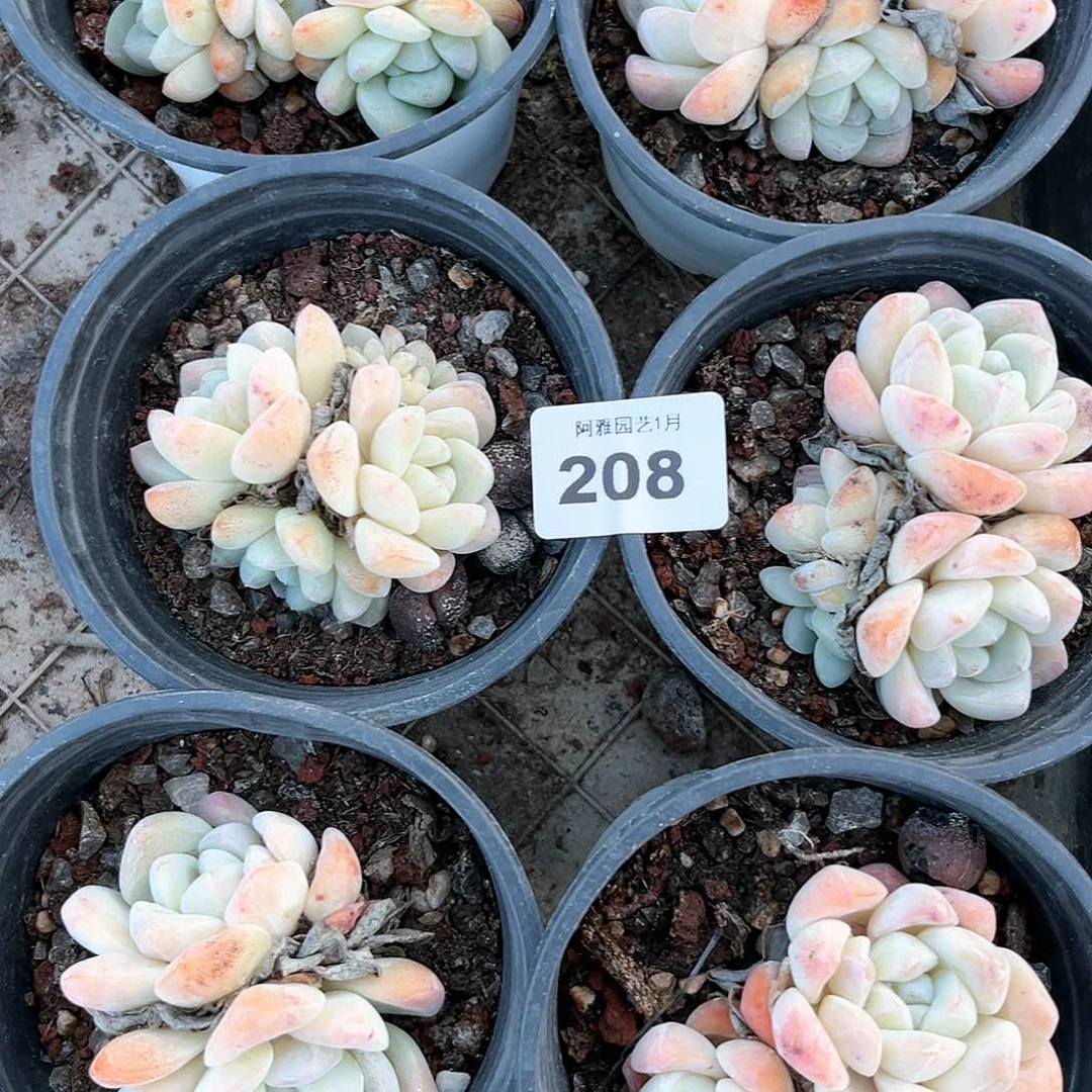 阿雅园艺。    脱土发208