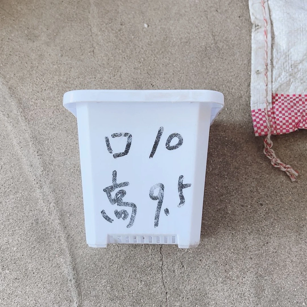 树脂升级款景天10方盆白色10个无托