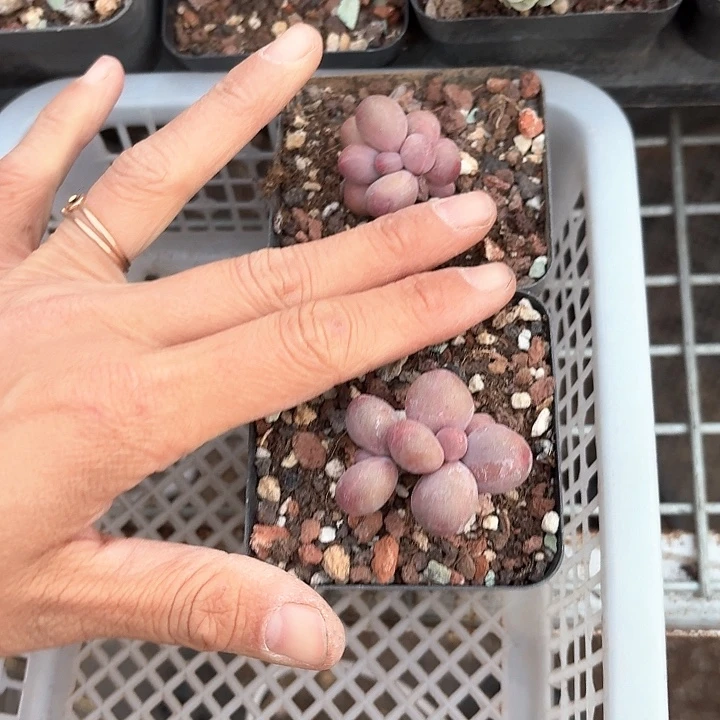 用****2b b h h h h h h 119