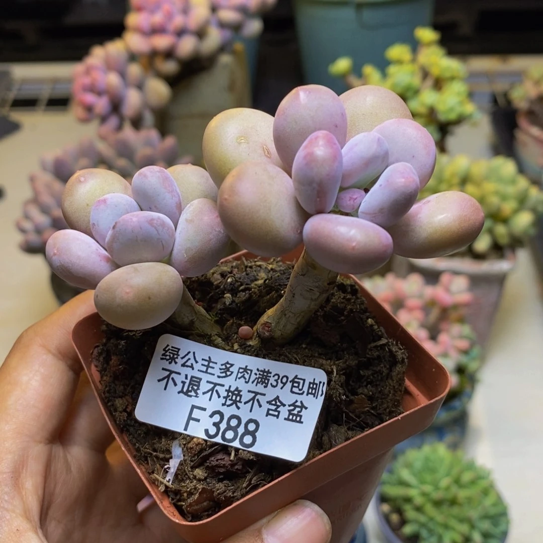 388蛋黄奶多肉7cm