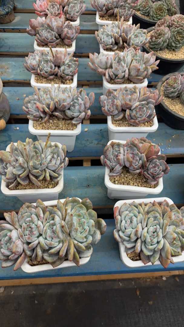 紫皮星影老桩小群