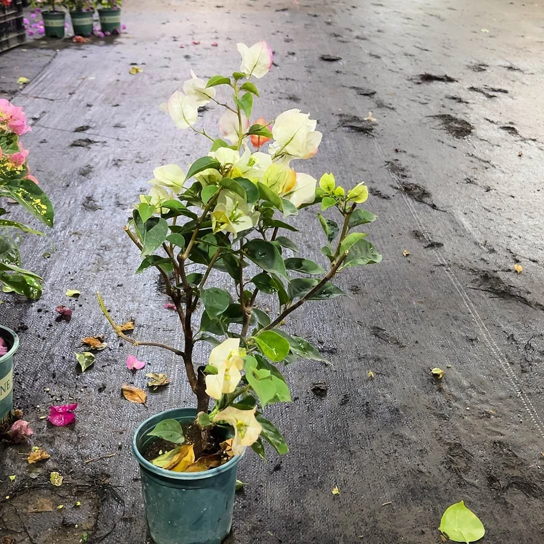 大部分花苞少量开放浅彩虹掌中宝一颗