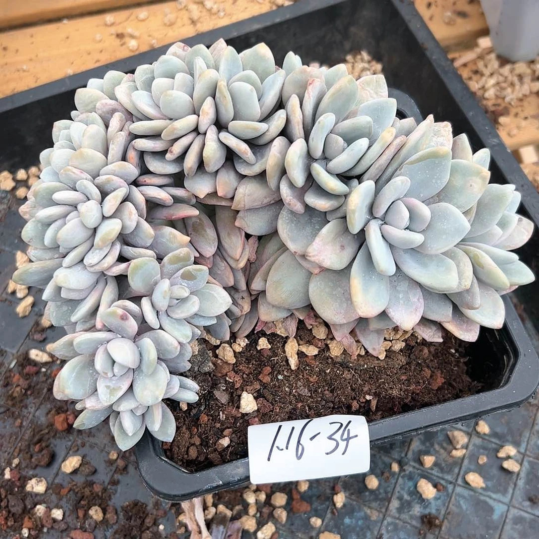 116-34粉兔朵朵缀多肉