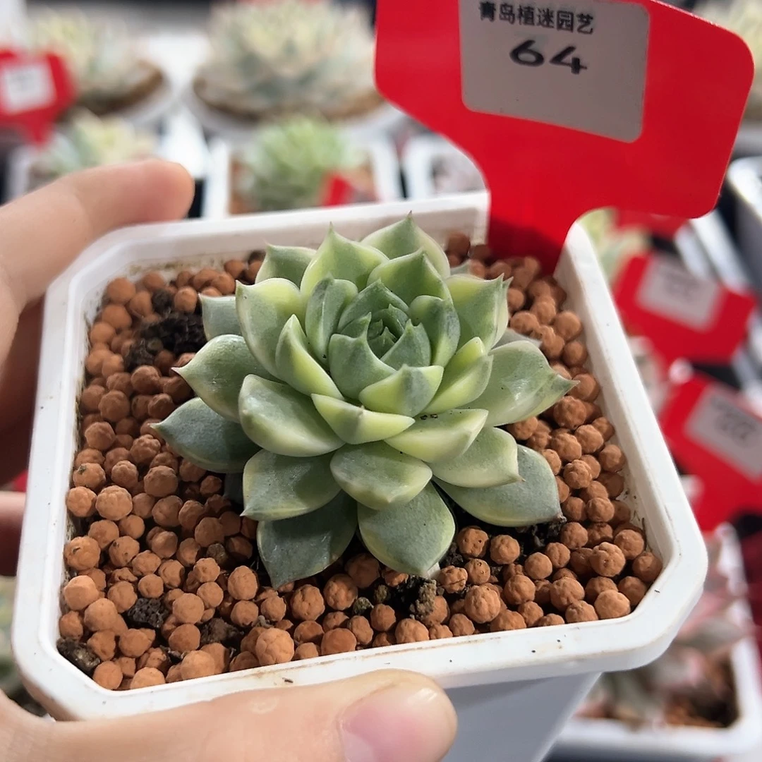 64号法比奥拉锦多肉植物