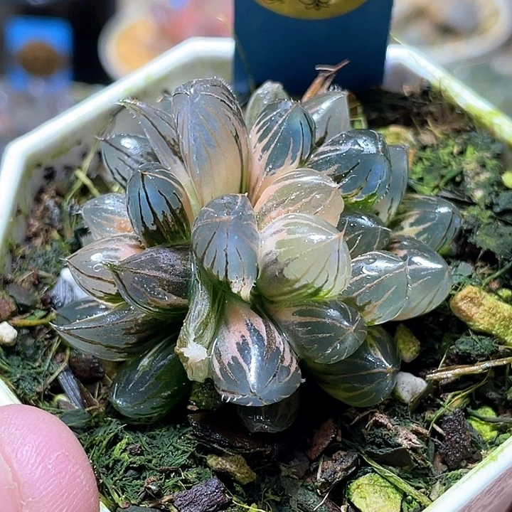 805雙頭霓虹燈錦特選福利