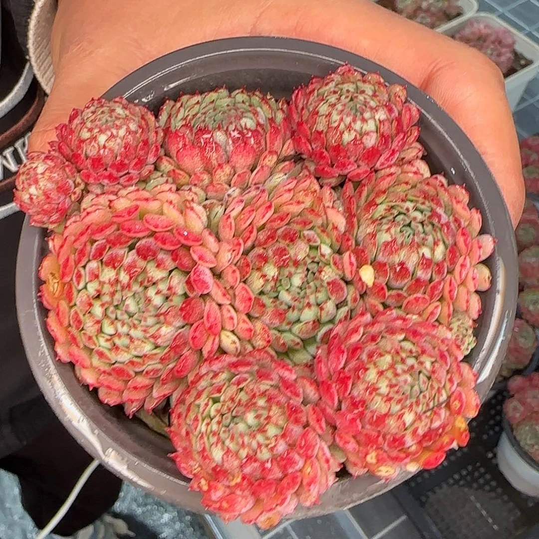 从前慢花园精选小红船