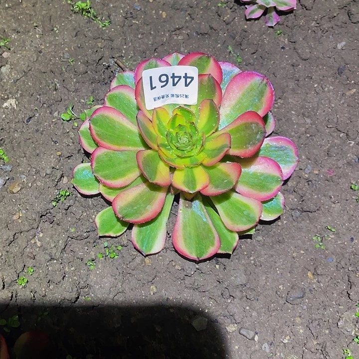 4461火狐多肉植物