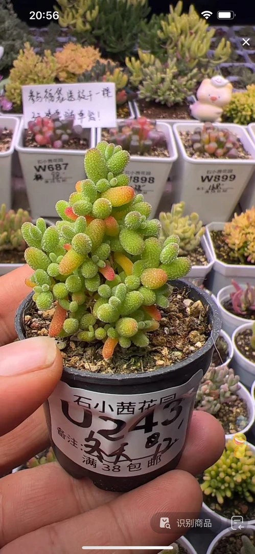 冬天-金桔-多肉植物枝干番杏