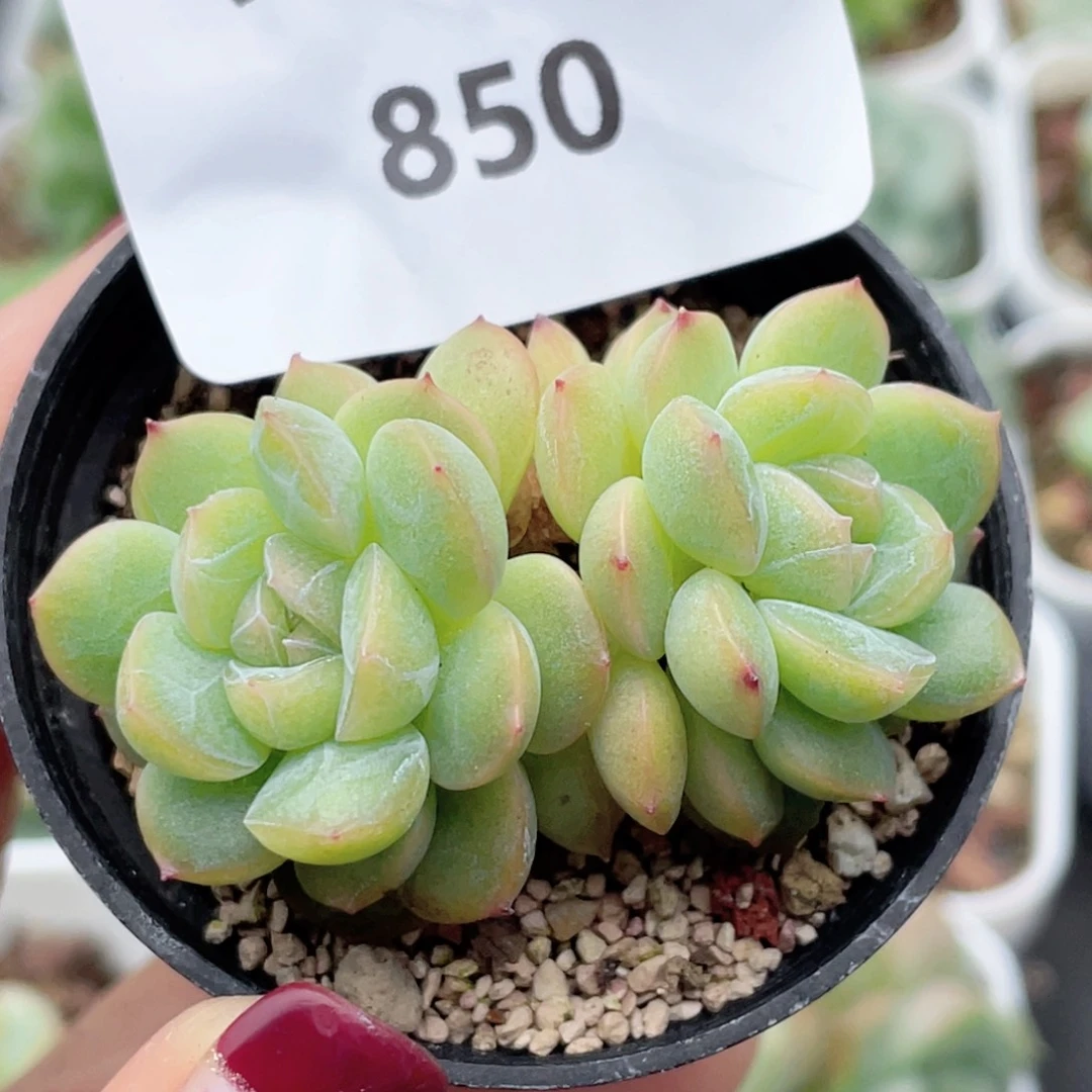 850号糖心冰心珍妮