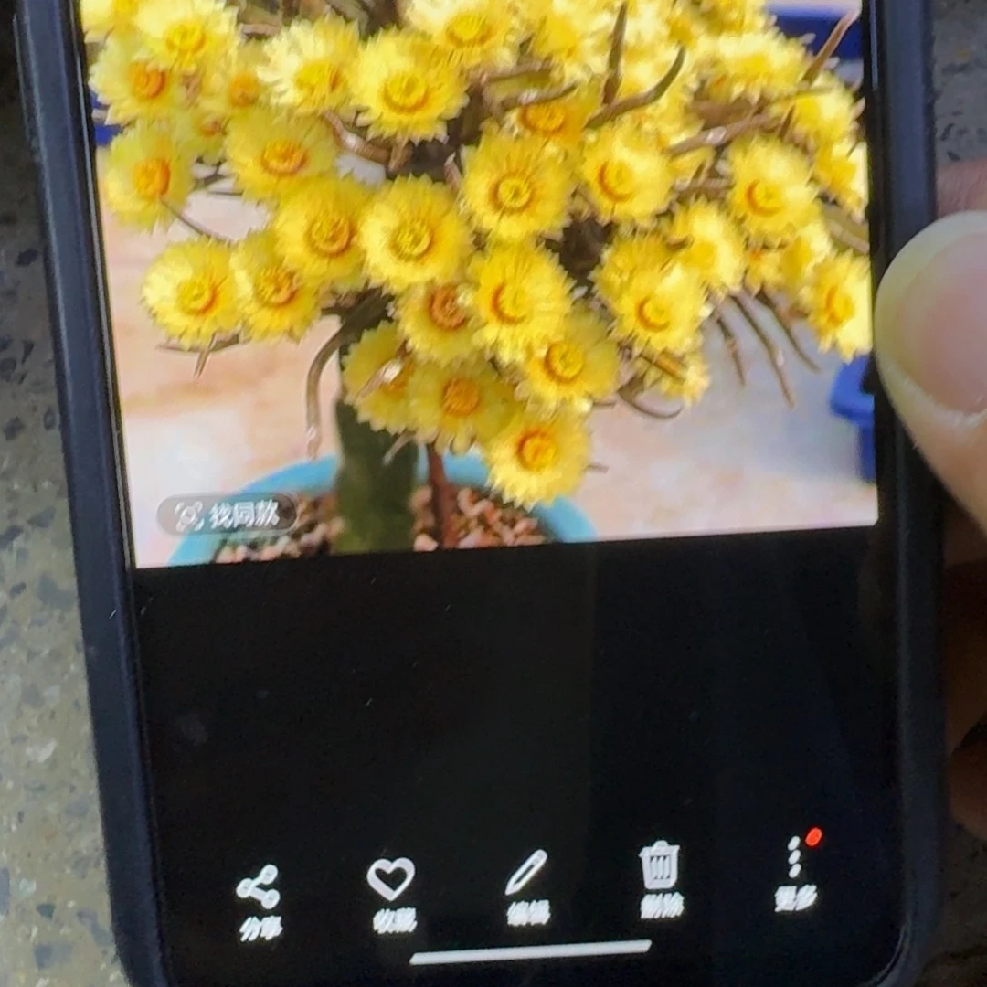 美杜莎小苗1公分左右很小，20包邮