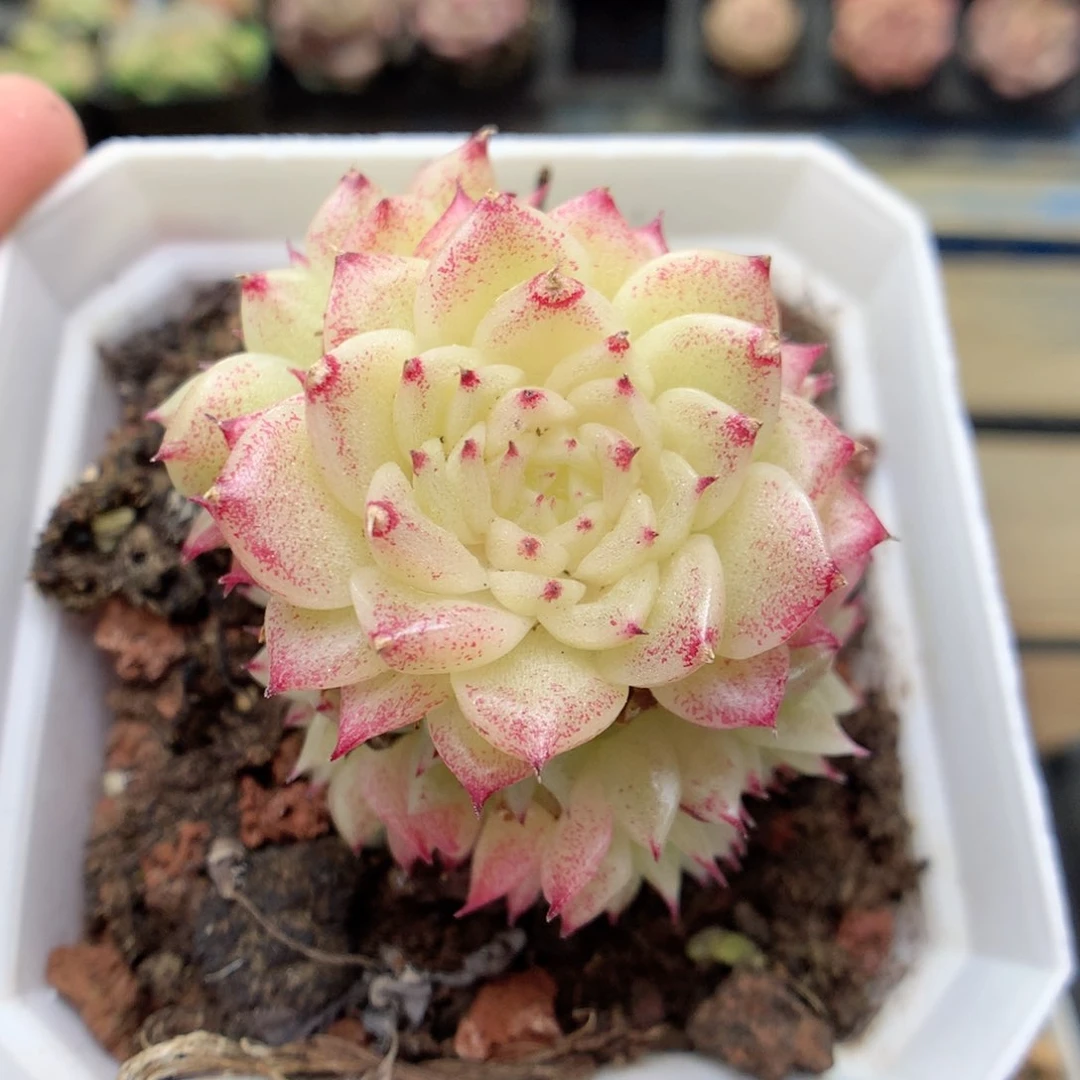 G81 ，柿子多肉20包邮两天凑单